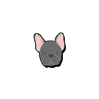 Pet Panama Sticker by Unesa