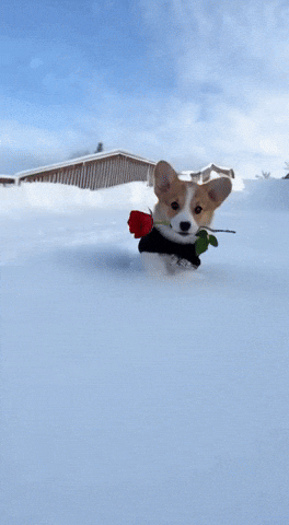 Valentine Corgi GIF