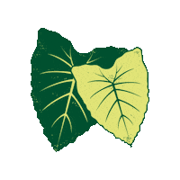 Taro Kalo Sticker by Partners in Development Foundation