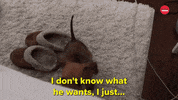 Puppies National Puppy Day GIF by BuzzFeed