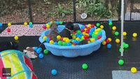 Playful Pups Have a Blast in Ball Pit