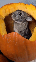 Peekaboo! Halloween Pumpkins Reveal Furry Surprise