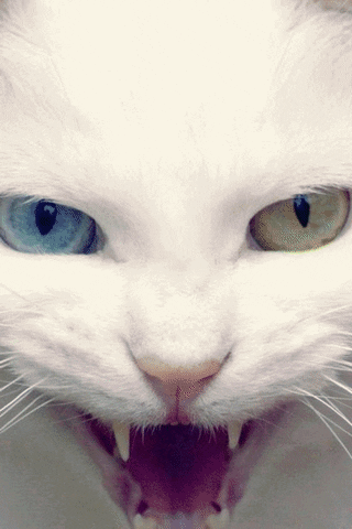 cat vintage GIF