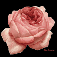 ngouaines pink flower rose spring GIF