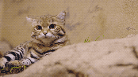 sandiegozoo giphyupload cat animals nature GIF