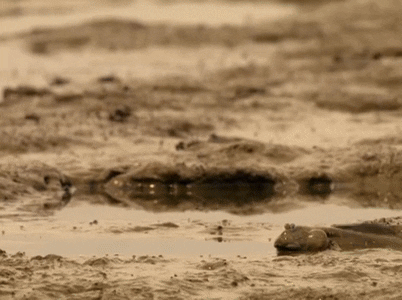 twoweeeeks giphyupload nature oh no pbs GIF