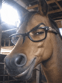 Horse Stare GIF by Jan Metternich