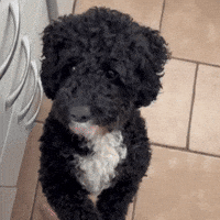 Doodle Foodie GIF