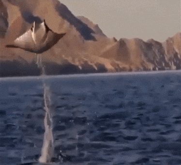 xcbcvccxscxcv giphyupload GIF