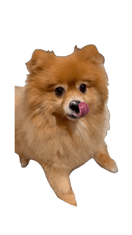 Cute Dog Pomeranian Sticker