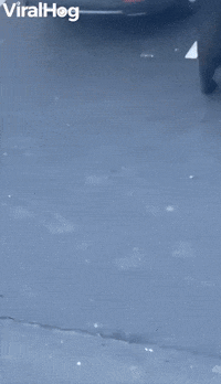 Unsuspecting Man Digging Through Car Surprised by Bear