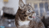 lil bub yawn GIF by Omaze