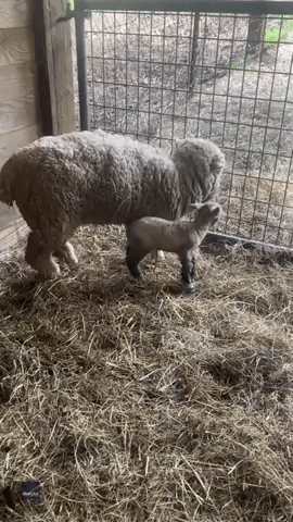 Lamb Forms Inseparable Bond With Dog After Mother Rejected Her
