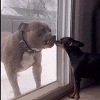 Angry Fight GIF
