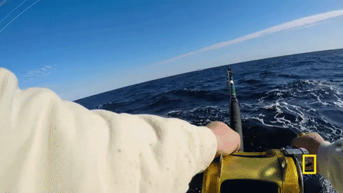 natgeochannel giphygifmaker wicked tuna GIF