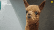 Whats Up Hello GIF by Nat Geo Wild