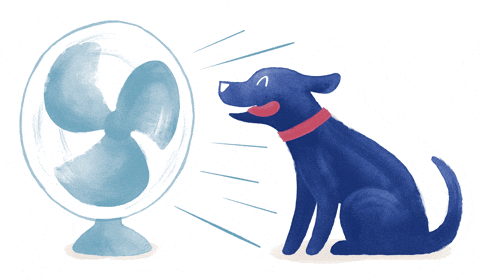 medivetcomunicacion giphyupload perro ventilador medivet GIF