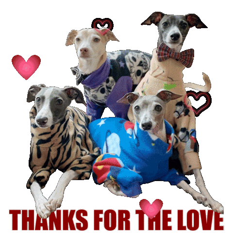 Italian Greyhounds Love Sticker by normanandpiper