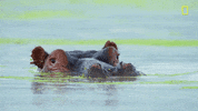 nat geo hippo GIF by National Geographic Channel