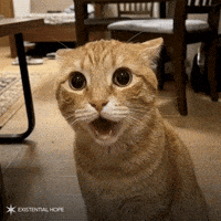 Cat Reaction When You Realize GIF by Foresight Existential Hope