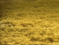 Snuls portrait belgique frites les snuls GIF