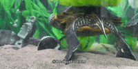 Work It Dance GIF