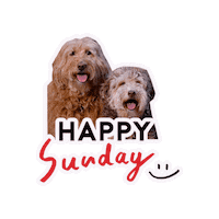 Happy Sunday Sticker by Milagency