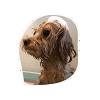 Azu113 dog bath shampoo 犬 Sticker
