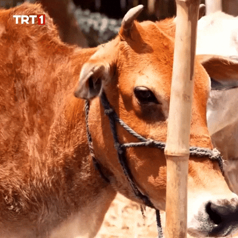 Sad Look GIF by TRT