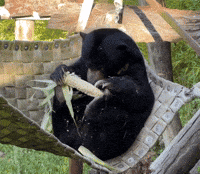 Bears Corn GIF by Oakland Zoo