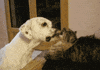 dog licking GIF