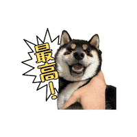 Dog Shiba Sticker