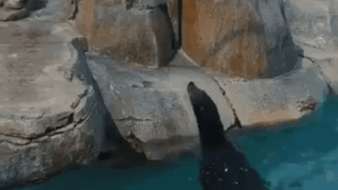 SeaWorld giphyupload lets go ready come on GIF