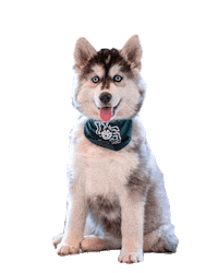 Dog Puppy Sticker by USask