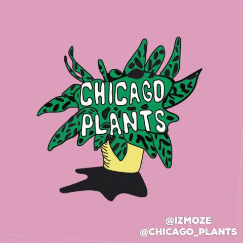 chicago_plants home decor houseplants indoor gardening plant shop GIF