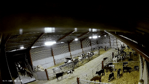 AnimalJusticeProject giphygifmaker GIF