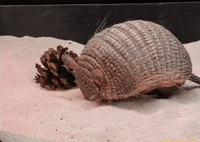 Cute Animals Digging GIF by Brookfield Zoo