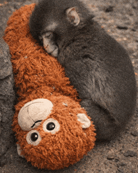 Japan Monkey GIF