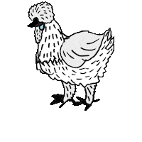 Chickens Silkies Sticker