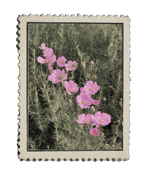Flower Abt Sticker