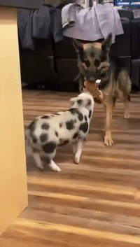 Patient Dog Plays Tug of War With Pet Piglet