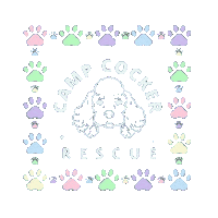 Cocker Spaniel Sticker by Camp Cocker Rescue