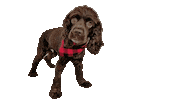 Cocker Spaniel Sticker by Camp Cocker Rescue