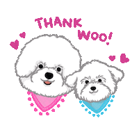 Bichon Frise Thanks Sticker