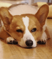 GAJUMARU0901 corgi コギ ガジュマル GIF
