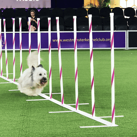 Westminster Dog Show Puppy GIF by Westminster Kennel Club
