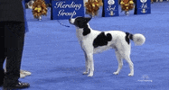 national dog show 2018 GIF by NBC