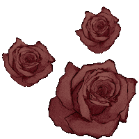 May Red Roses Sticker