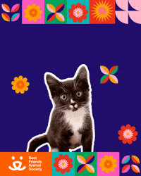Mi Casa Latina GIF by Best Friends Animal Society