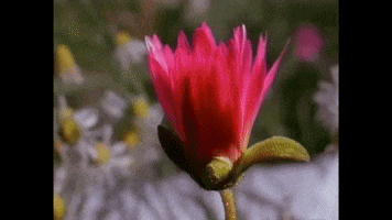 loves_in_vogue flower peter gabriel GIF
